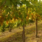 Vinograd - bela trta