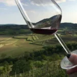 Kozarec za vino in zadaj vinograd